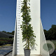 Wisteria sinensis 'Prolific' 175-200 cm 7,5L