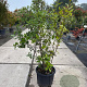 Quercus ilex 125-150 cm 25L