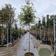 Quercus ilex 170 cm stam container 6-8