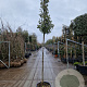 Quercus ilex 170 cm stam container 8-10