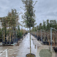 Quercus ilex 170 cm stam container 12-14