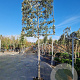 Quercus ilex 170 cm stam container 18-20