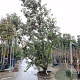 Quercus ilex 350-400 cm cont. 230L extra