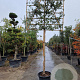 Quercus ilex 180 cm stam container 16-18 lei 180x120