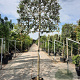 Quercus ilex 180 cm stam container 16-18 lei 180x120