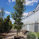 Quercus ilex 450-500 cm container paraplu