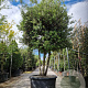 Quercus ilex 300-350 cm cont. 350L paraplu