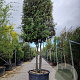 Quercus ilex 300-350 cm cont. 350L paraplu