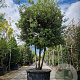 Quercus ilex 300-350 cm cont. 350L paraplu