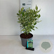 Cornus alba 'Elegantissima' 30-40 cm 3,5L