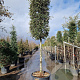 Quercus ilex 170 cm stam container 25-30 lei 150x150