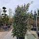Quercus ilex 200-250 cm cont. 150L meerstammig