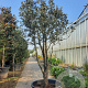 Quercus ilex 300-350 cm container meerstammig struik
