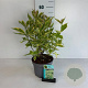 Cornus alba 'Gouchaultii' 20-30 cm 3,5L