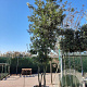 Quercus ilex 400-450 cm container struik