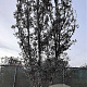 Quercus ilex 600-700 cm container meerstammig