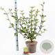 Cornus alba 'Kesselringii' 60-80 cm 5,0L