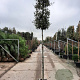 Quercus ilex 180 cm stam container 10-12 hoge lei