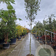 Quercus ilex 180 cm stam container 10-12 hoge lei