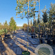 Quercus ilex 180 cm stam container 16-18