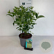 Cornus sericea 'Flaviramea' 30-40 cm 3,5L
