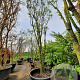 Styphnolobium japonicum 350-400 cm container meerstammig