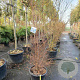 Styrax japonicus 200-250 cm container meerstammig