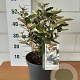 Elaeagnus ebb. 'Compacta' 40-50 cm 5,0L