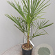 Trachycarpus fortunei 80-100 cm 6L