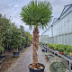 Trachycarpus fortunei 170 cm stam container