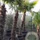Trachycarpus fortunei 170 cm stam container