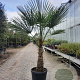 Trachycarpus fortunei 80 cm stam container