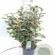 Elaeagnus ebb. 'Compacta' 60-80 cm 7,5L