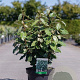 Elaeagnus ebb. 'Compacta' 60-80 cm 7,5L