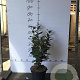 Elaeagnus ebb. 'Compacta' 60-80 cm 7,5L