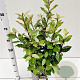 Elaeagnus ebb. 'Compacta' 60-80 cm 7,5L