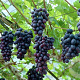 Vitis vinifera 240 cm stam container 20-25
