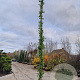 Wisteria sinensis 'Prolific' 550-600 cm cont. 70L