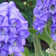 Aconitum carm. 'Arendsii' GM P9