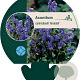 Aconitum carm. 'Arendsii' GM P9