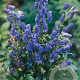 Aconitum carm. 'Arendsii' GM P9