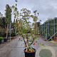 Cornus k. 'China Girl' 150-175 cm cont. 70L meerstammig