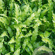 Asplenium scol. 'Cristatum' GM P9
