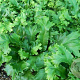 Asplenium scol. 'Cristatum' GM P9