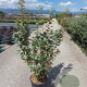 Elaeagnus ebbingei 125-150 cm 18L