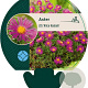 Aster (D) 'Alice Haslam' GM P9