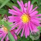 Aster (D) 'Alice Haslam' GM P9