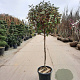 Elaeagnus ebbingei 100 cm stam container 60-80 bol