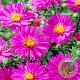 Aster (D) 'Anneke' GM P9