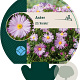 Aster (D) 'Anneke' GM P9